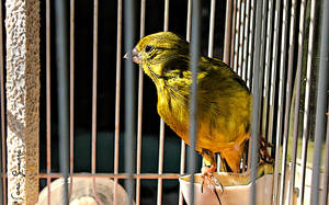 Little bird in a cage