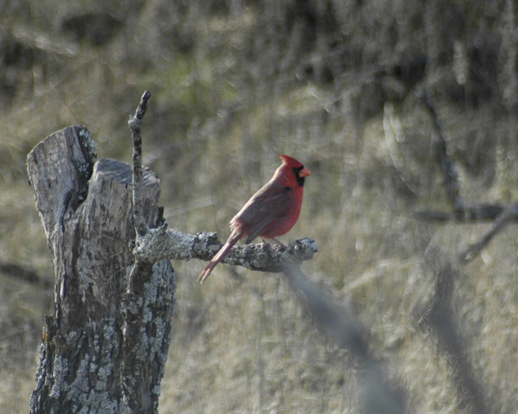 Cardinal