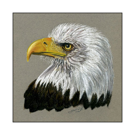 Bald Eagle