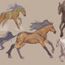 Horse studies