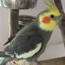 Photo of my pet bird Sunny 1.