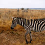 Zebra, all stripes...