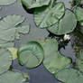 Waterlilies 1