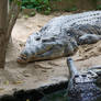 Crocodiles