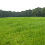 Old abandoned farm meadow