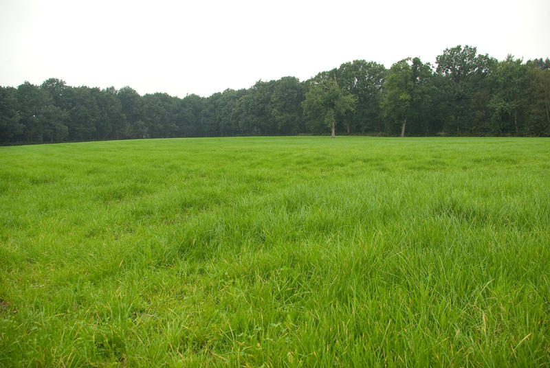 Old abandoned farm meadow