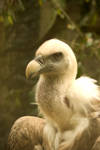 Vulture by steppelandstock