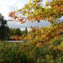 Oak in Autumn colours