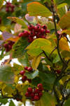 Autumn berries by steppelandstock