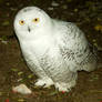 Young snow owl 2