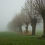 Knotted Willows in Misty Land