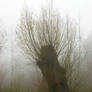 Tree stump in Misty Land