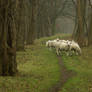 Sheep on the dike 2