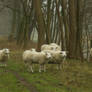 Sheep on the dike 3