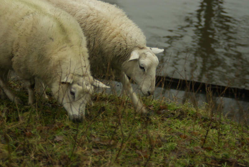 Sheep on the dike 4