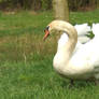 Swan model 2