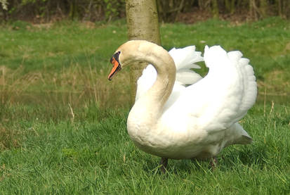 Swan model 2