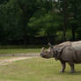 Rhino standing