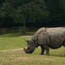 Rhino grazing