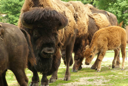 Young Wisent among herd