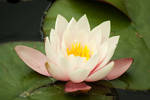 Waterlilies heart by steppelandstock