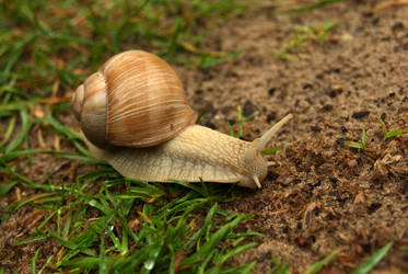 Burgundy snail 2 by steppelandstock