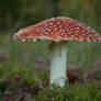 Fungi - under the mushroom 1
