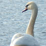 Swans and water birds 3