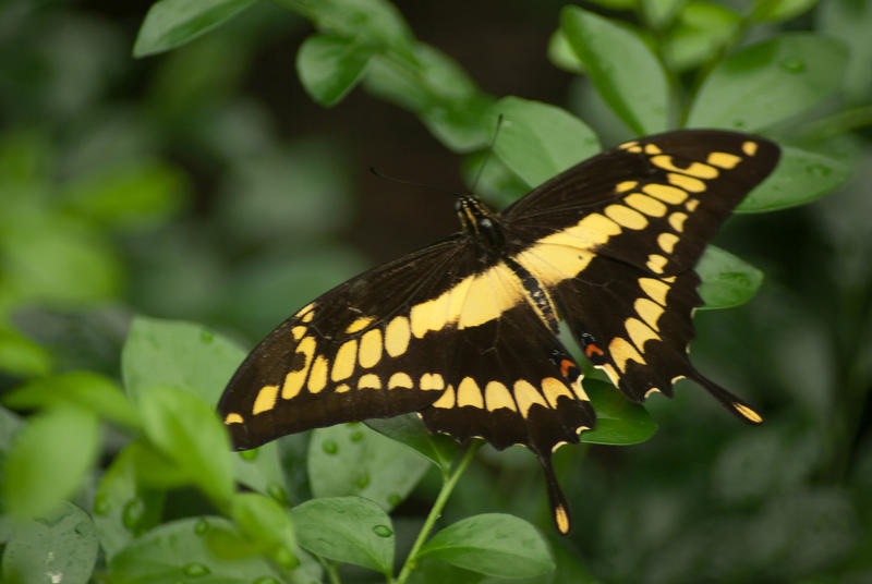 King Swallowtail