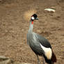 Grey Crowned Crane 2