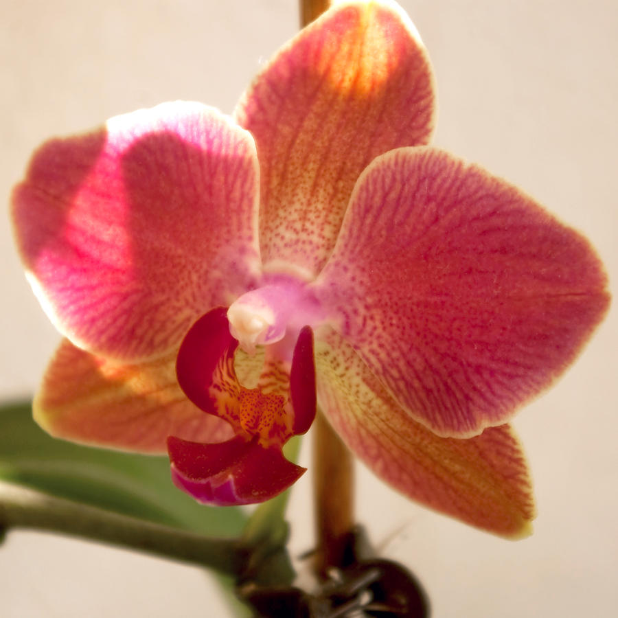 My own orchids 3