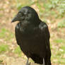 Raven 2