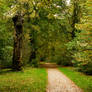 Gold-green woods - background4