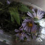 Sink, Flowers, Bottle