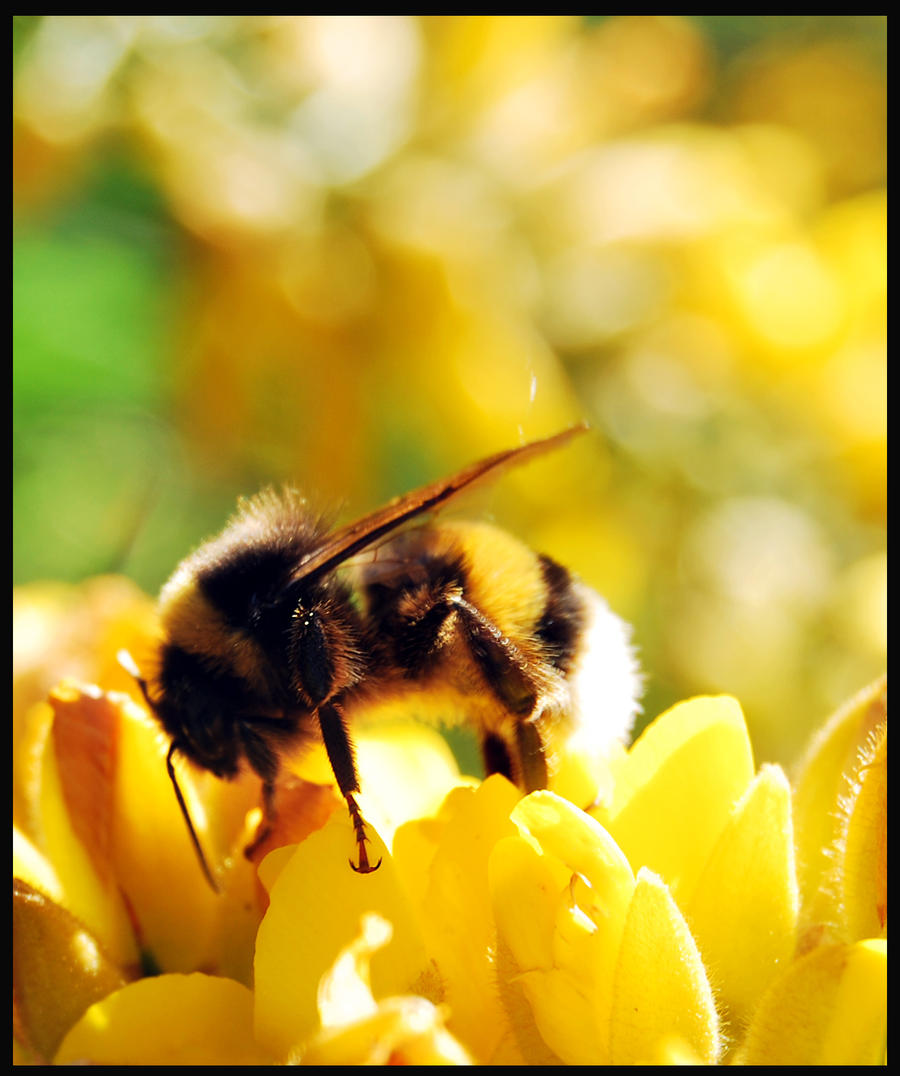 Bee