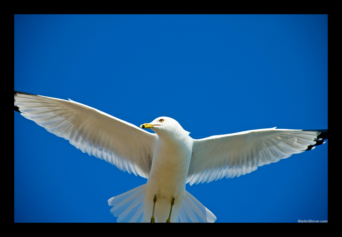 Seagull 1