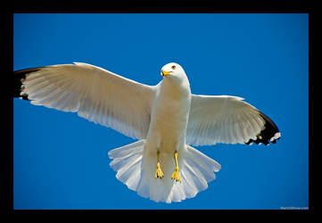 Seagull 2