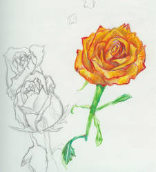 a rose