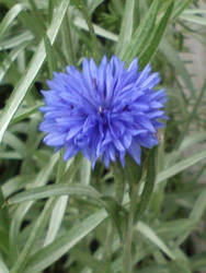 Blue Wildflower