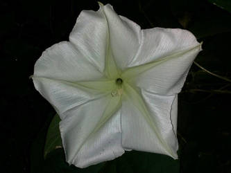 Moonflower at Night