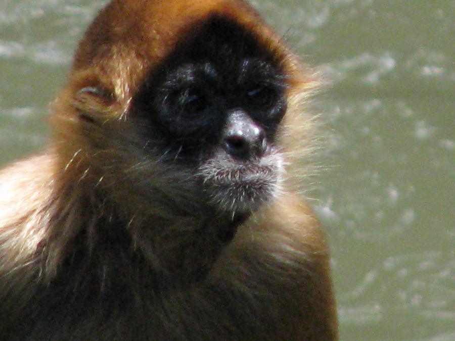 Primates Deviantart Prime Primate by LilyPeters1540 on DeviantArt