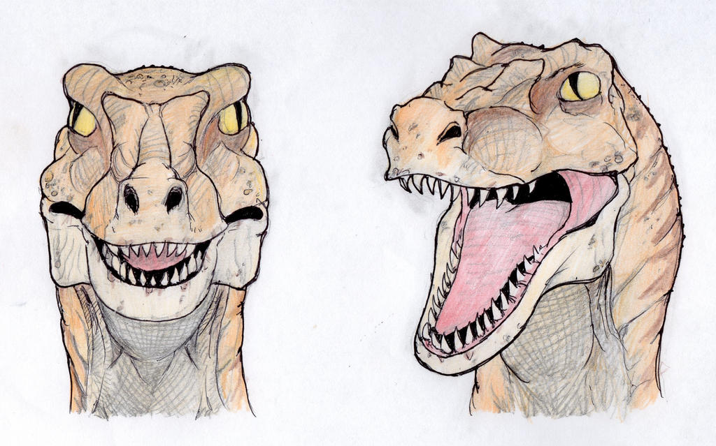 Raptor Heads by DinoDilopho on DeviantArt