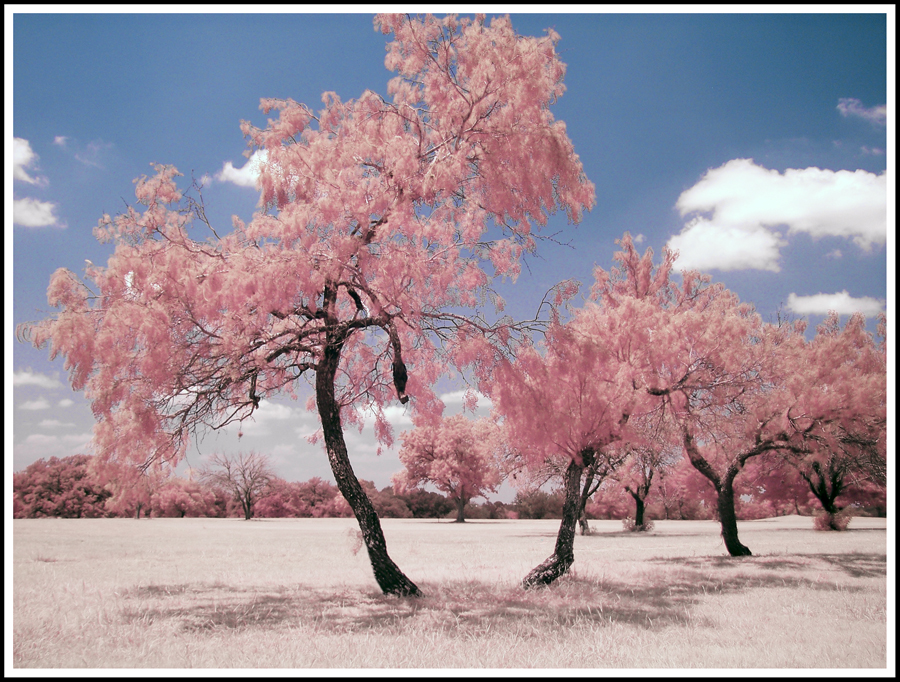 Dancing Trees