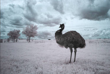 Yes, Austin, this is an Emu by Phostructor