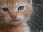 (Boy) George the kitten by CharnelvonNaye