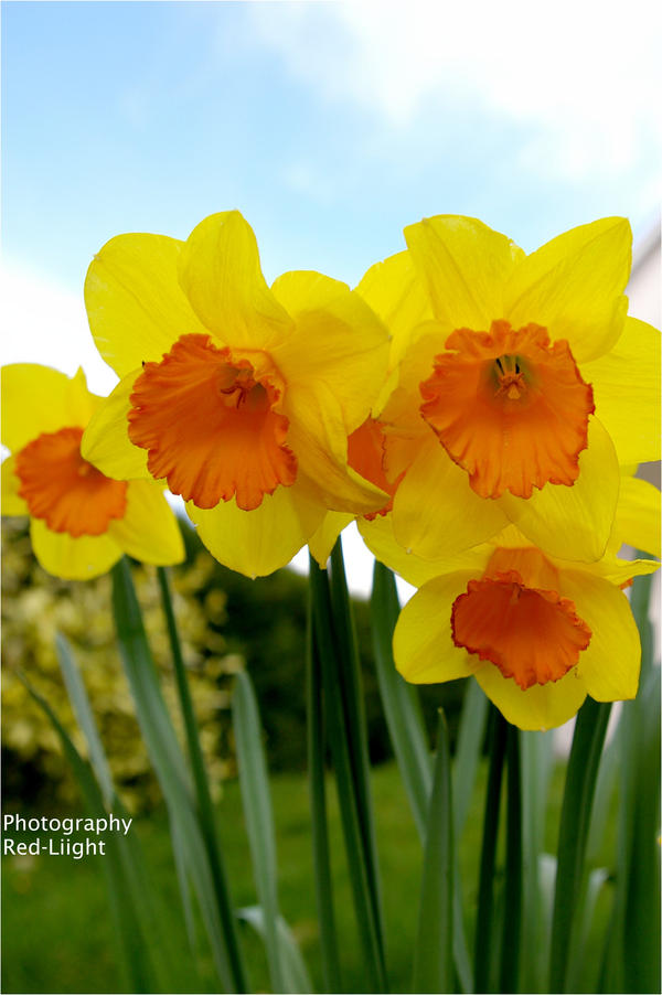 Jonquilles.