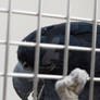 Parrot in Berlin Zoo