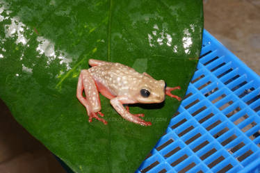 Hyperolius Tree Frog # 1