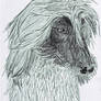 Afghan Hound