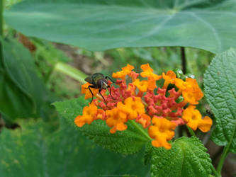 Fly Love Flowers